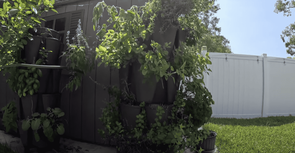 Greenstalk vertical gardening